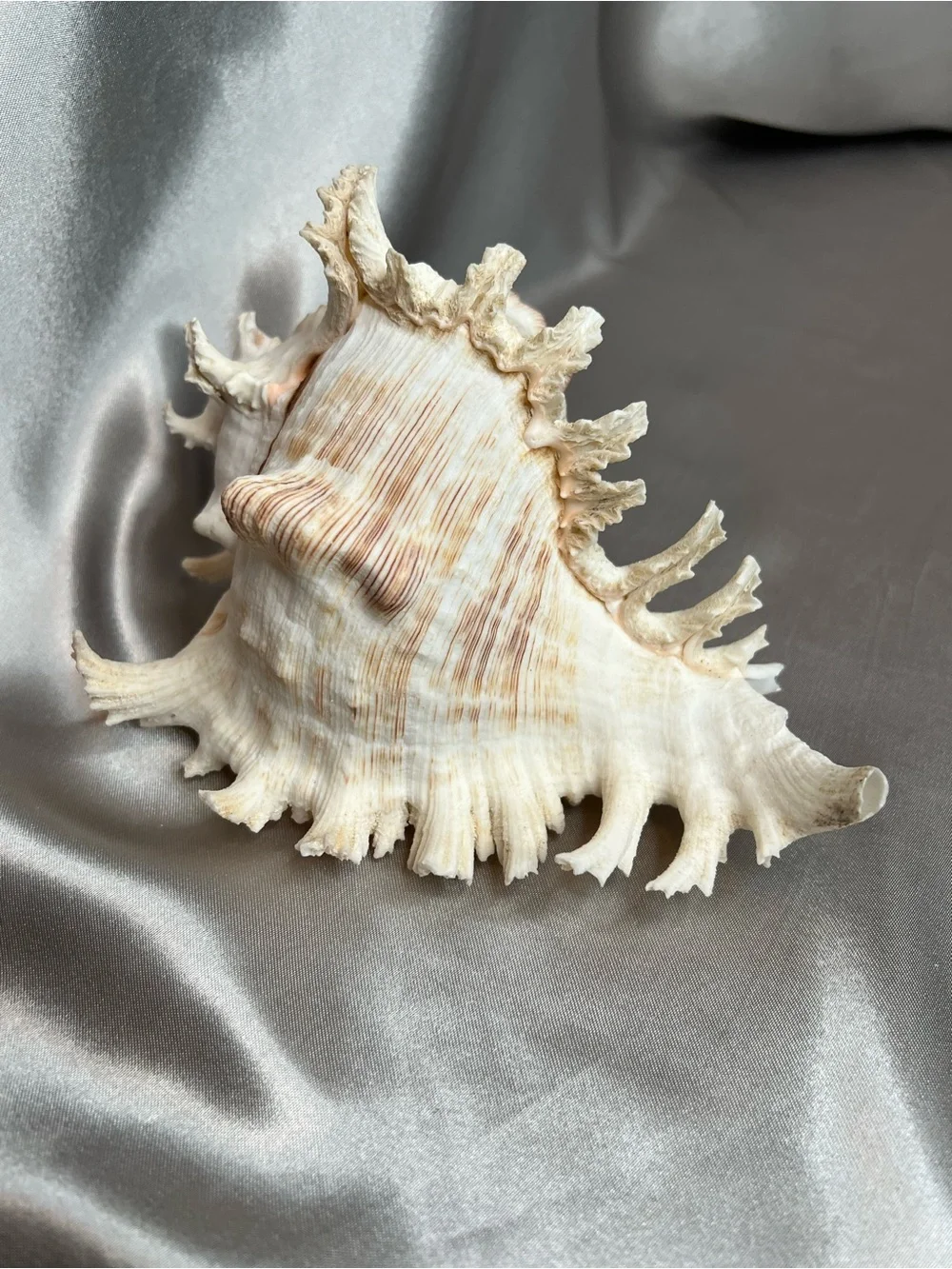 Large 8